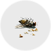 insecten